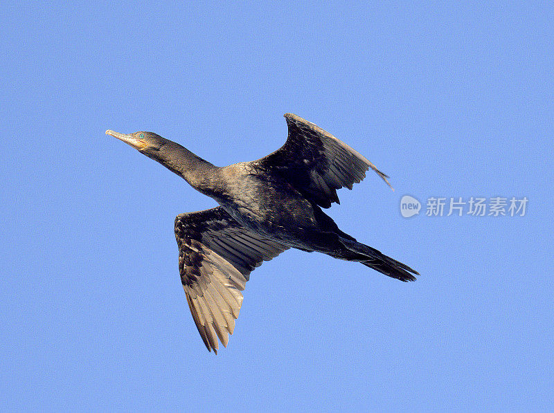 一只新热带鸬鹚在智利南部海岸的深蓝色天空中滑翔