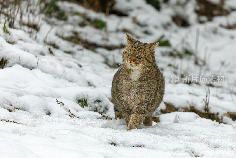 欧洲野猫