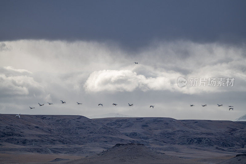 许多振翅飞翔的号手天鹅在冰冻湖野生动物管理区上空降落
