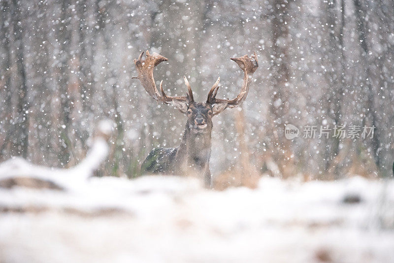 鹿在winterwonderland