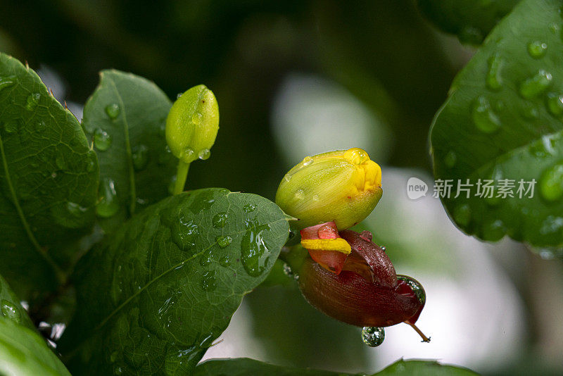 桔梗黄花植物。(米老鼠花)在花园里