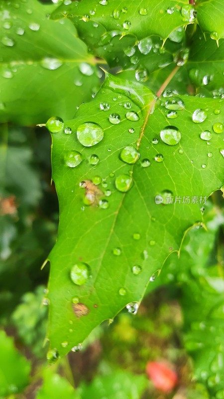 叶子雨滴