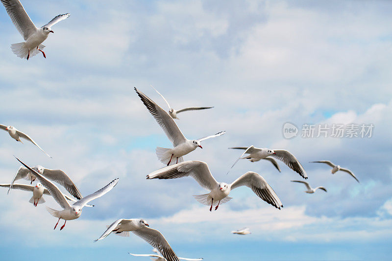 天空中有一群海鸥