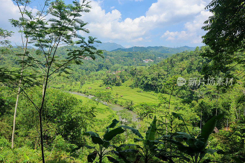 印度尼西亚西爪哇省的稻田。