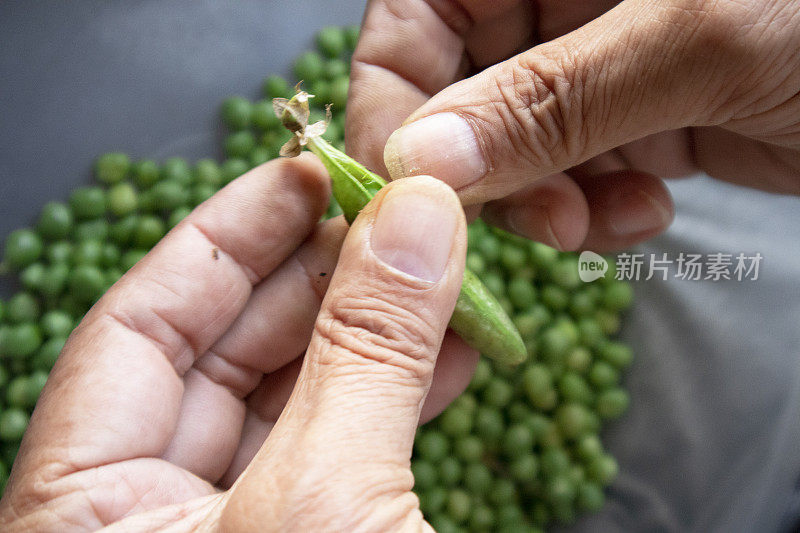 一名男子的手从厨房的豌豆荚中取出绿色的豌豆，准备在家做饭