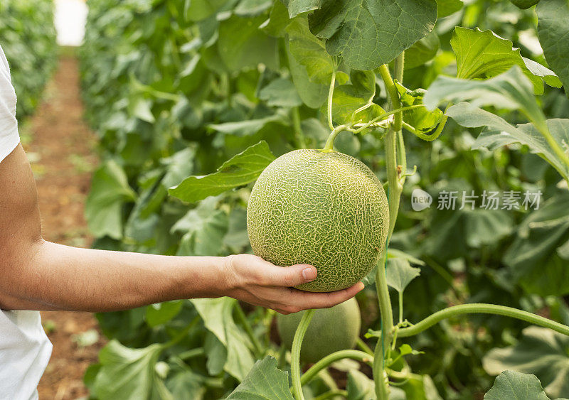 有机瓜类水果在菜园中生长