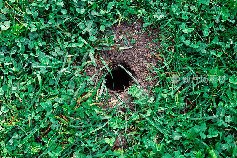 鼹鼠在地上的洞里盖满了草