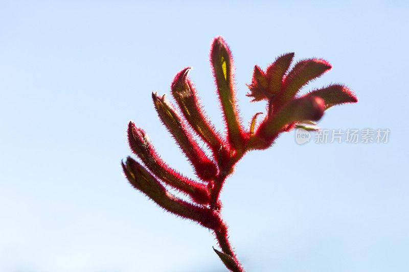 红色袋鼠爪花蕾和花，微距摄影，背景与复制空间