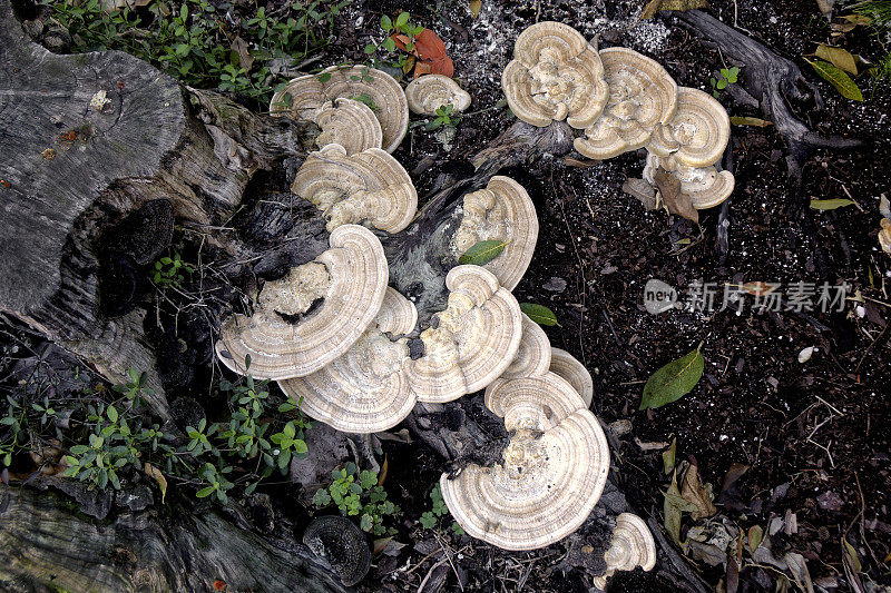 近距离观察生长在树桩上的火鸡尾蘑菇