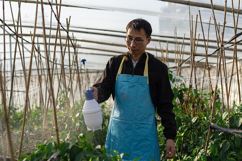 在蔬菜温室工作的农民