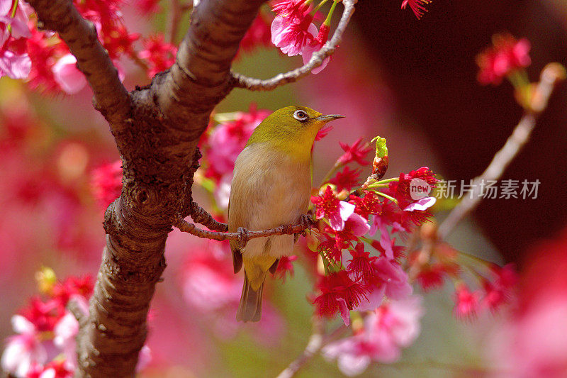 樱花和日本白眼