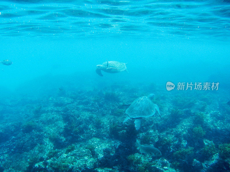 蓬塔莫雷诺水下，伊莎贝拉，加拉帕戈斯群岛，第二部分