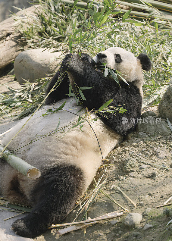 一只成都大熊猫在阳光下吃竹子