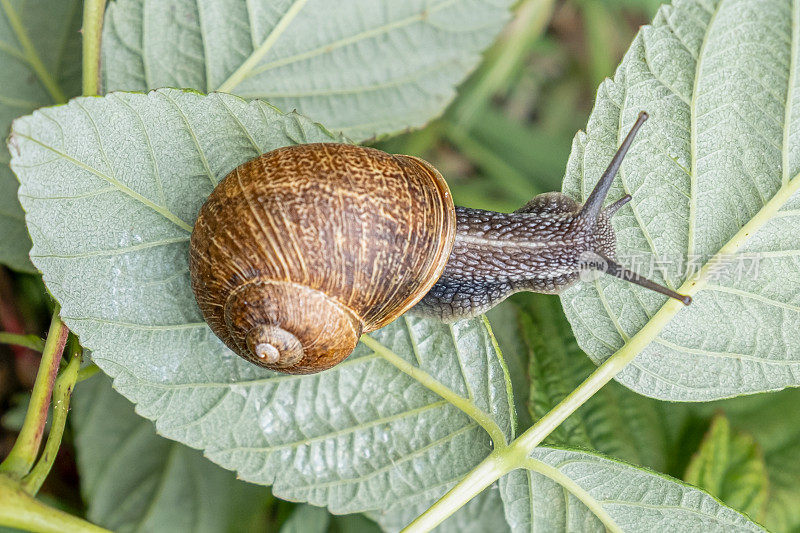 带壳的大蜗牛在草地上爬行。勃艮第蜗牛，可食用蜗牛或蜗牛