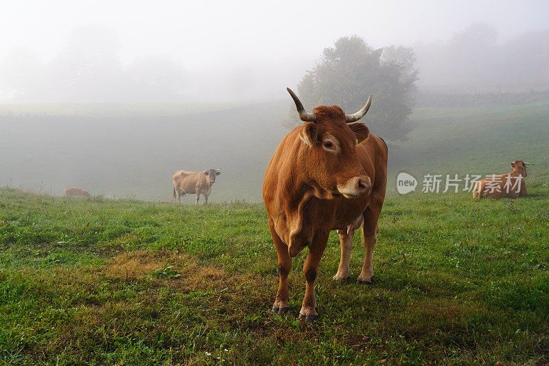 草地上的奶牛