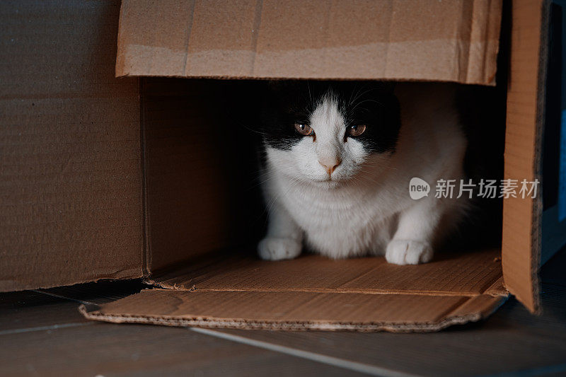 虎斑猫从纸板箱里窥视，在晚上好奇地四处张望