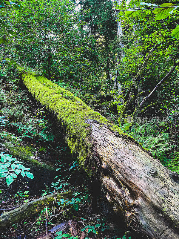 德国黑森林里的一棵老而茂盛的树干。