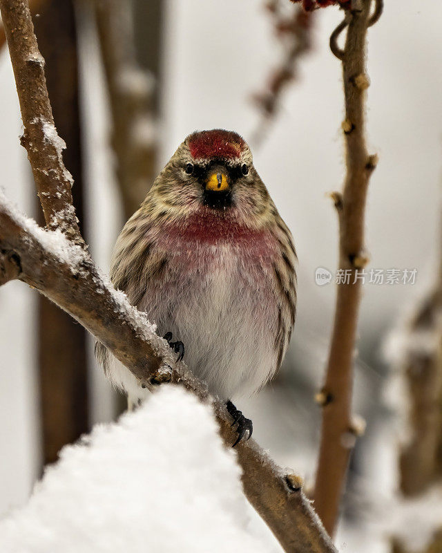 红poll照片和图像。在冬季，雀类特写侧面的正面图栖息在其环境和栖息地周围的模糊背景中。