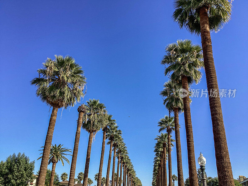 高高的棕榈树排列在亚利桑那州凤凰城市中心的街道上