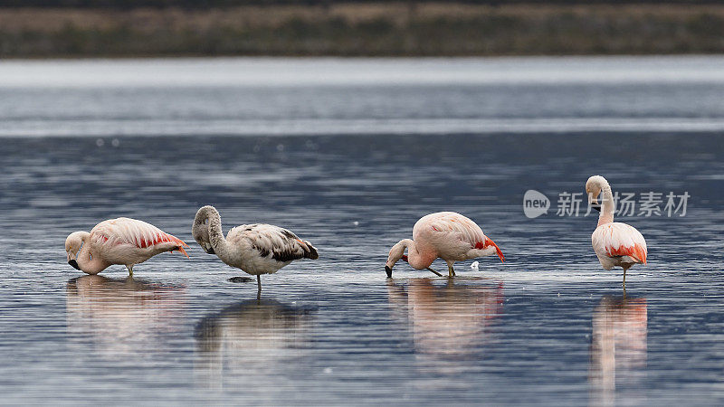 四只智利火烈鸟在浅水中觅食