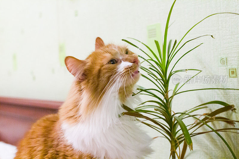 红猫正在啃食吸血鬼的叶子