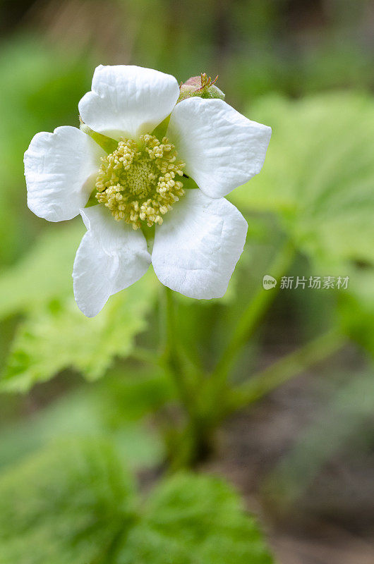 顶针莓的白色花，小悬钩子