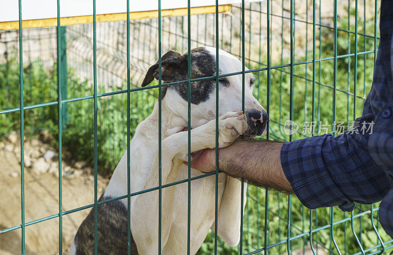 在当地收容所的笼子里，一只被收养的狗，一名男子的手抚摸着狗
