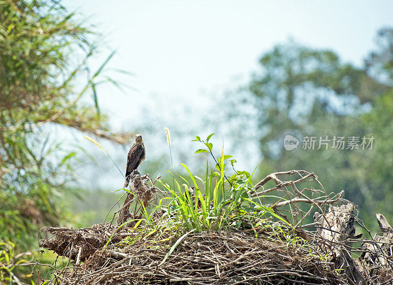 冠状卡拉卡拉栖息在树枝在塔科勒斯河，尼科亚湾，哥斯达黎加