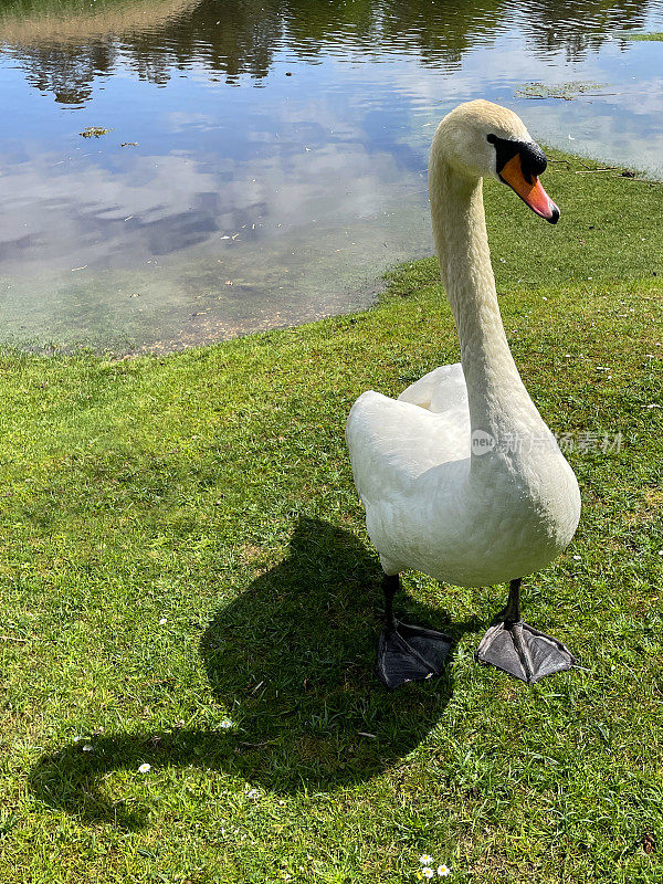 雄天鹅(雄)在池塘水淹草岸的特写图像，阳光明媚的春日，聚焦前景