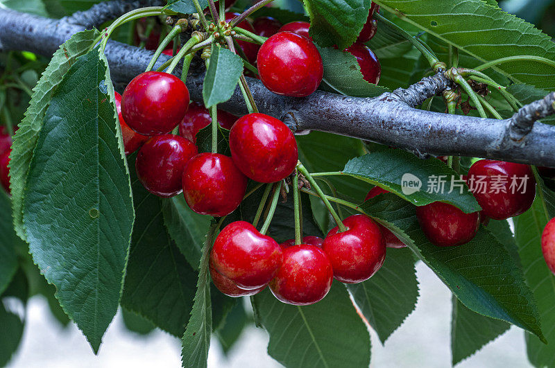 水果树上成熟的冰樱桃的特写