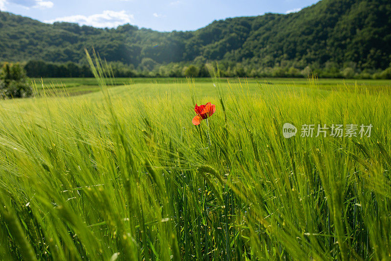 有麦田和红花的景观