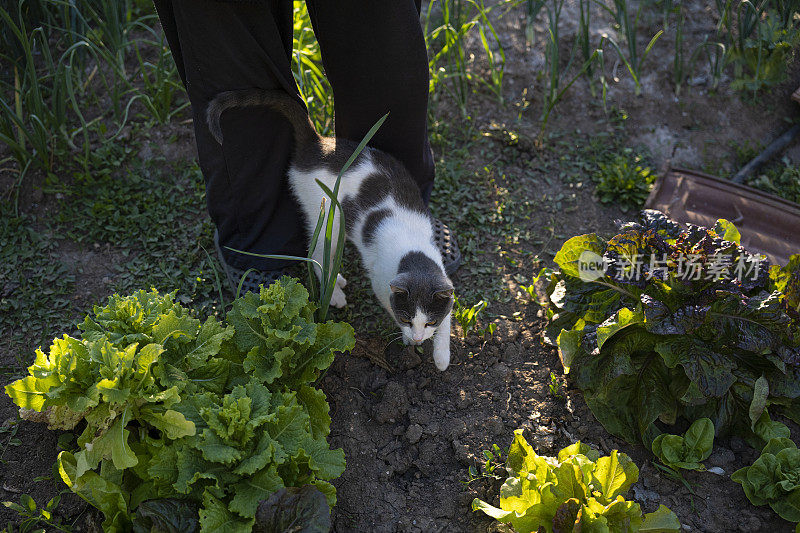 在蔬菜园里沙拉里玩耍的猫。