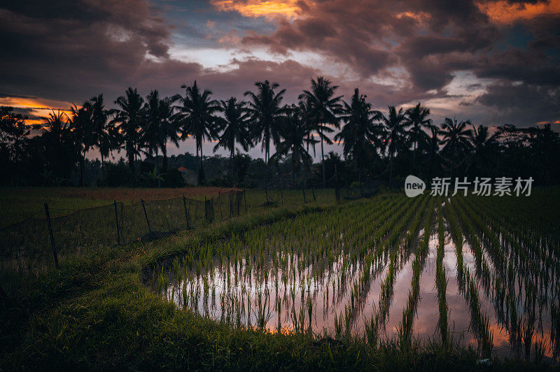 夕阳下美丽的稻田