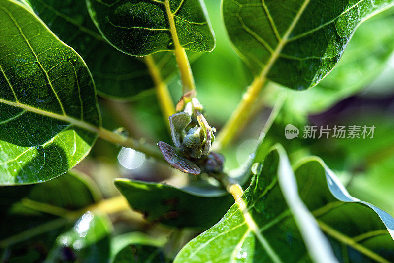 花园里的牛油果树苗发芽的特写