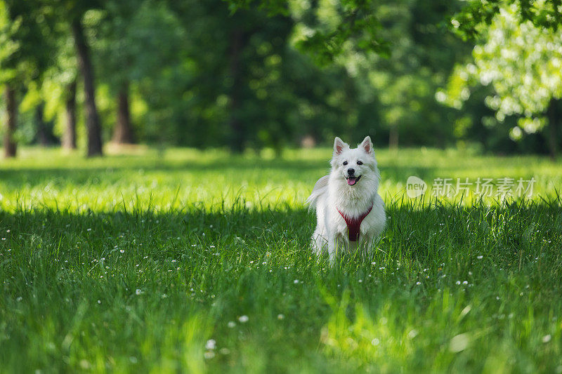 春天草地上快乐微笑的宠物狗的肖像