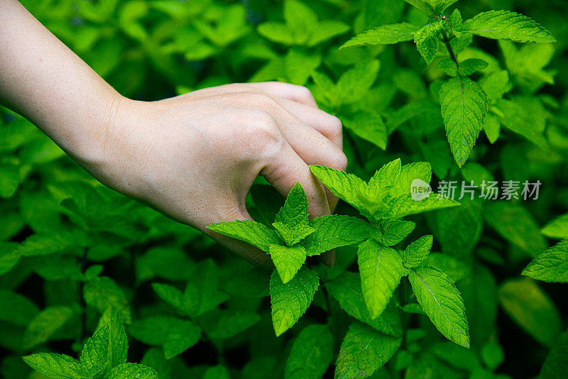 手工采摘新鲜薄荷叶