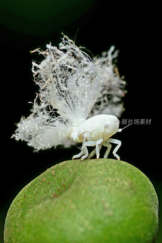 蚜虫对动植物昆虫行为的影响。