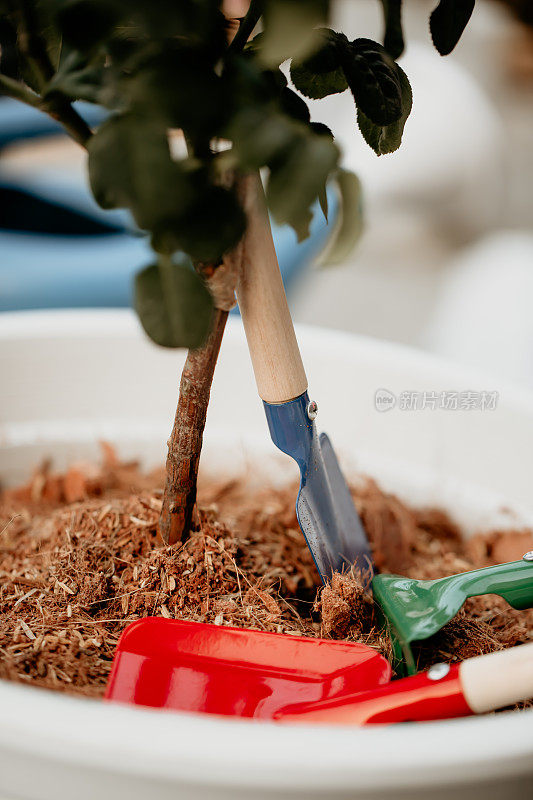 红色，绿色和蓝色的园艺工具在植物花盆