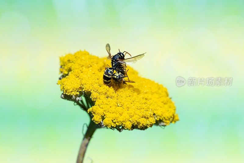 黄蜂在蓍草