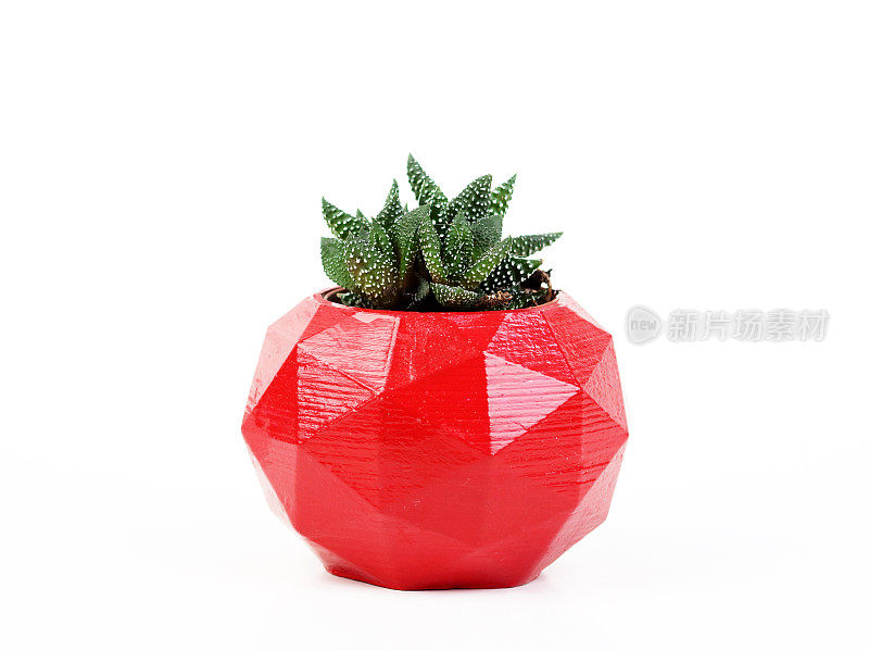 多汁的红色混凝土花盆在白色背景为设计师，几何混凝土花盆。水泥罐