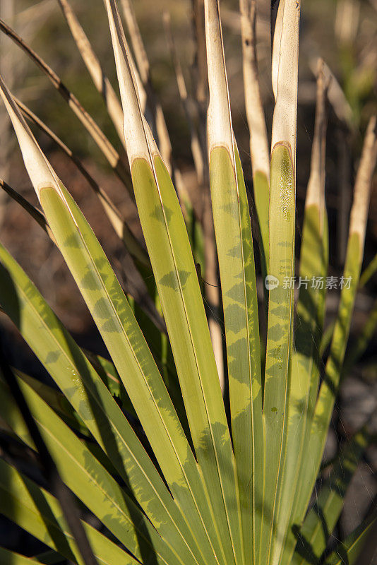 在规定的火后锯棕榈再生，绿色再生在冰冻条件下显示特征斑驳