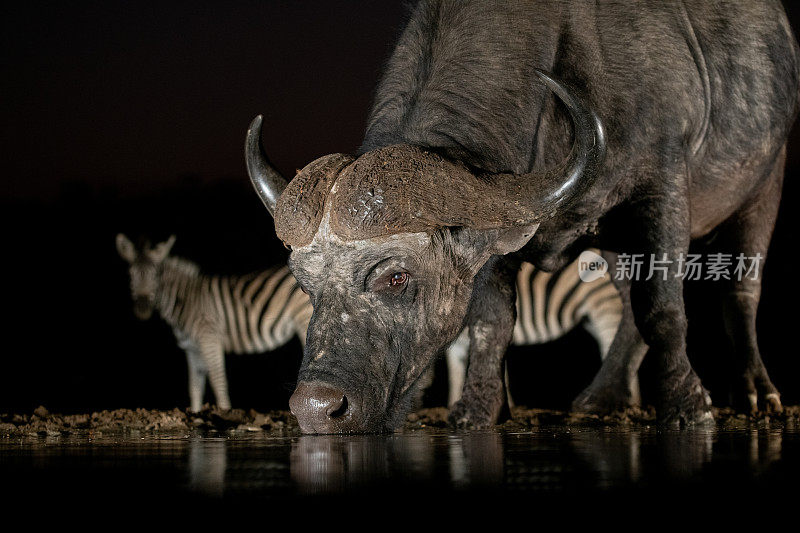 非洲水牛晚上在水坑边