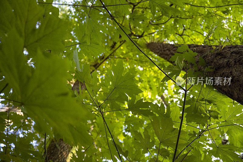 仰望一棵枫树