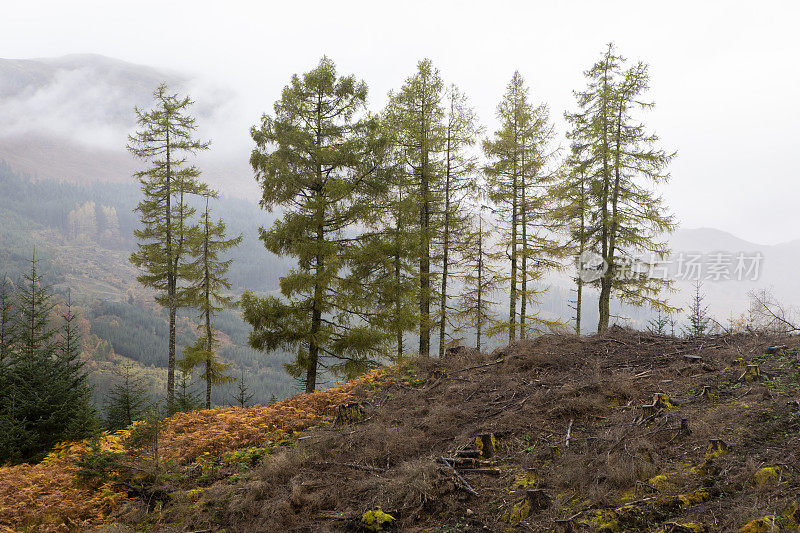 一排剩余的树在一个被清除的森林区域