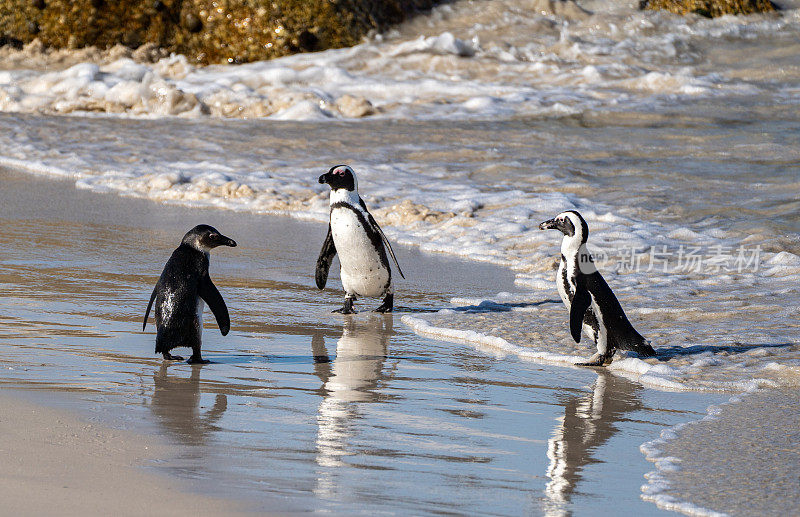南非开普敦外著名的巨石海滩上，野生非洲角企鹅捕鱼归来