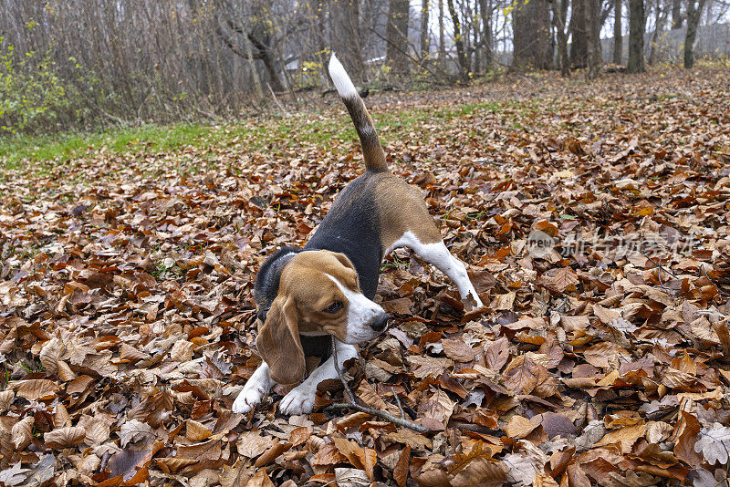 活跃的毕格尔在落叶中玩着棍子，在公园里散步。