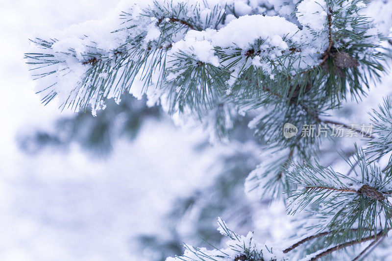 冬天的景象――覆盖着积雪的冰冻松枝。森林里的冬天