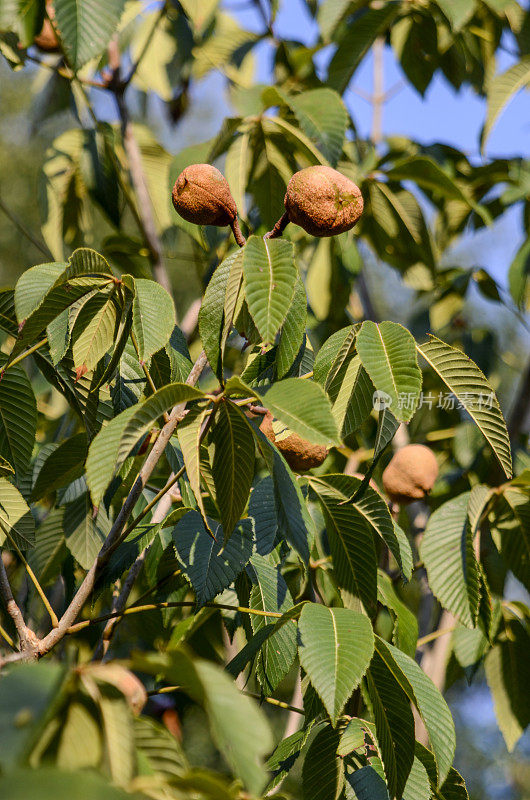 红七叶树(Aesculus):后花园夏末的花朵