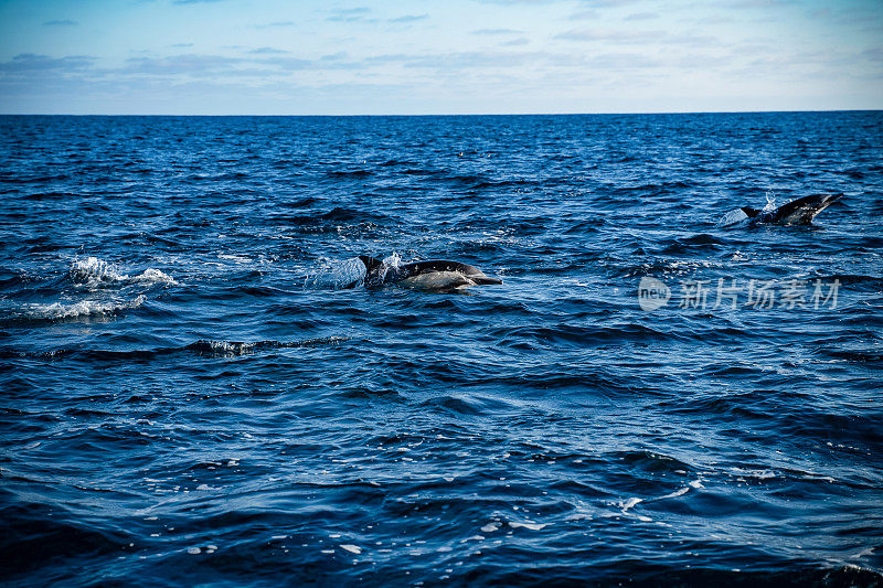 海豚群在海洋中跳跃