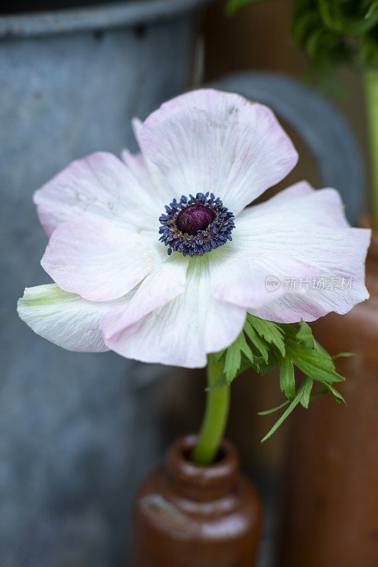 优雅的花朵